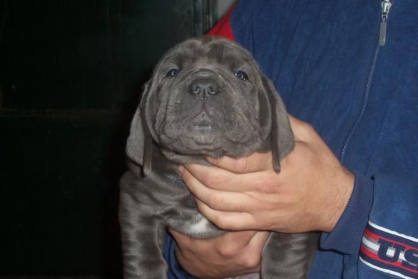 Espectaculares cachorros de mastin napolitano