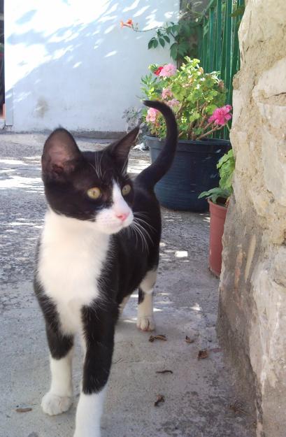 gatita de dos meses, rescatada de la calle, urge adopción