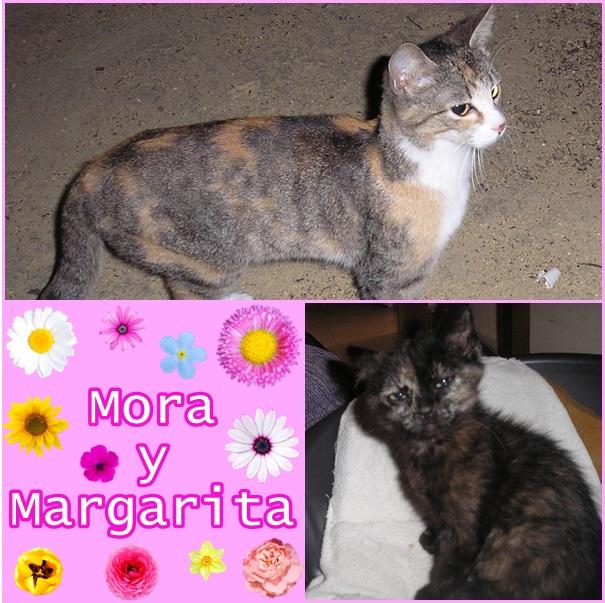 Margarita y mora enamorate de ellas