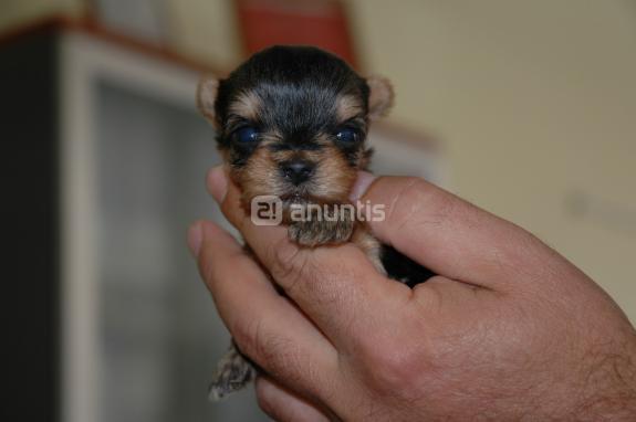 minis yorkshire