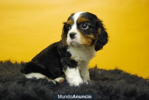 PARA ENTREGAR CACHORROS DE CAVALIER KING