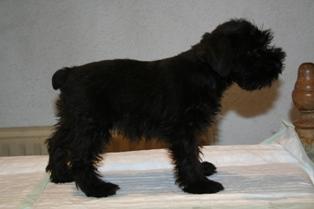 Schnauzer miniatura negros con LOE de 2 meses.Preciosos cachorritos de Schnauzer negros de