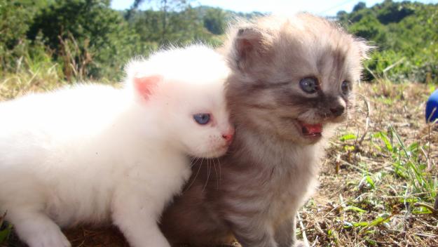 vendo gatos persa dos meses