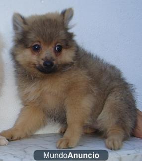 Vendo Pomerania. 2 machos y una hembra