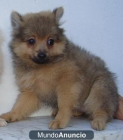 Vendo Pomerania. 2 machos y una hembra - mejor precio | unprecio.es