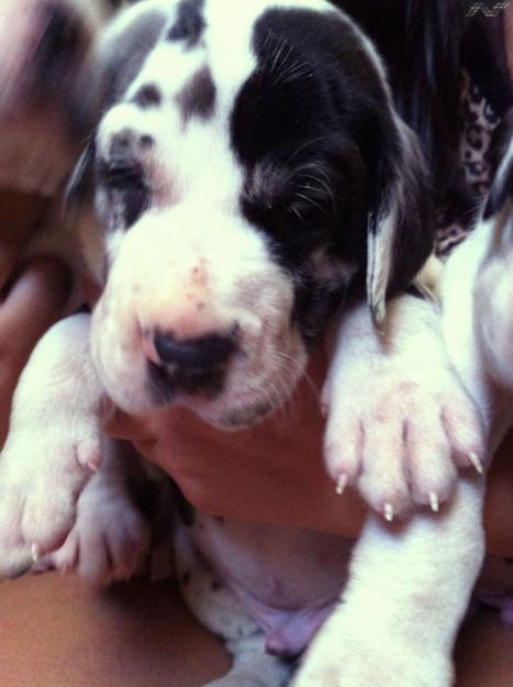 Cachorros Dogo Alemán o Grán Danés