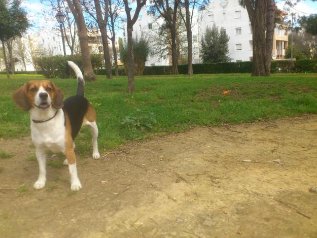 Beagle macho para monta