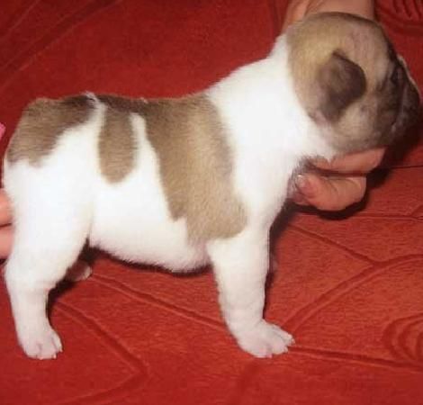 Cachorritas Bulldog Frances, Excelente 100euro