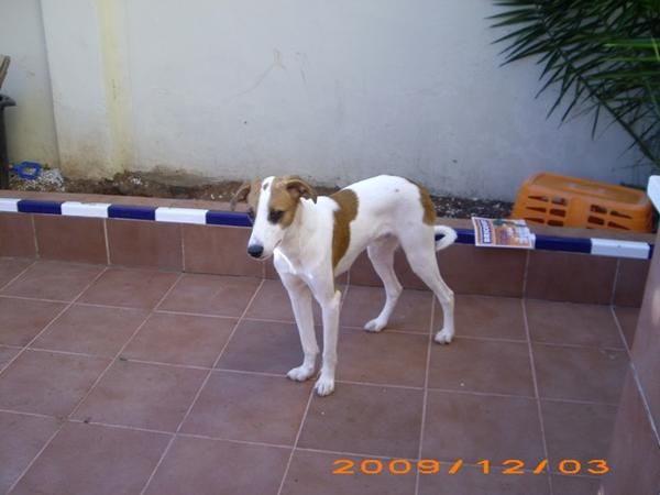 Cachorro en adopcion