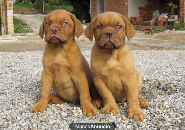 Cachorros de Dogo de Burdeos 400€