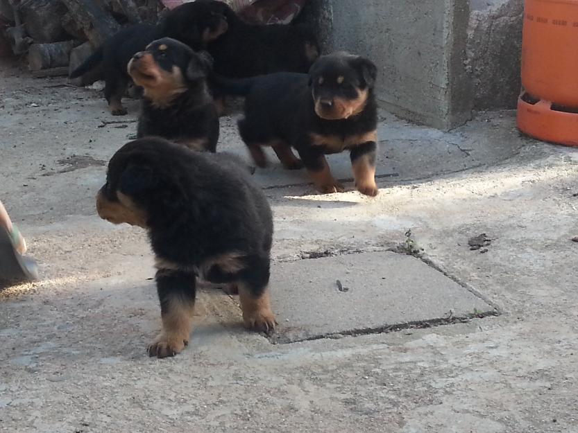 Cachorros Rottweilers