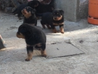 Cachorros Rottweilers - mejor precio | unprecio.es