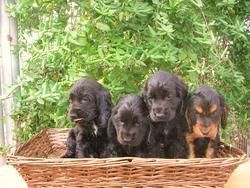 cocker spaniel negros