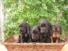 cocker spaniel negros - mejor precio | unprecio.es