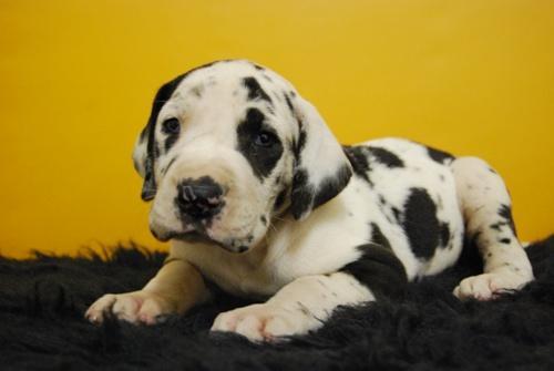 Dogo Aleman o Gran Danes cachorros de alta calidad