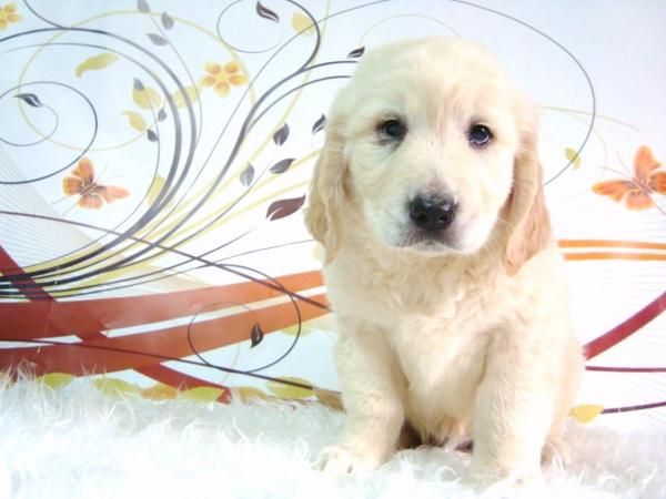 FANTASTICOS CACHORROS GOLDEN RETRIVER CON PEDIGREE