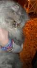 Hola busco un novio para mi gatita persa - mejor precio | unprecio.es