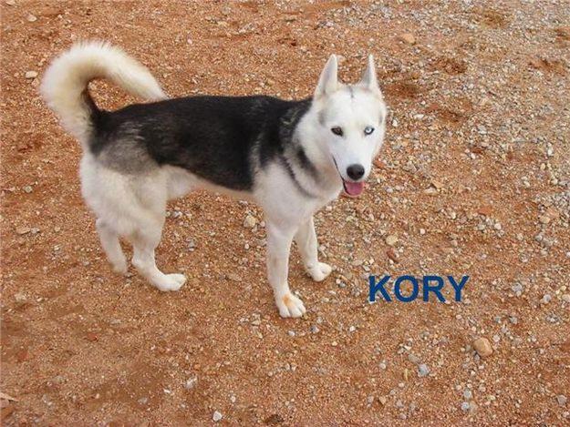 kory,husky macho en adopcion