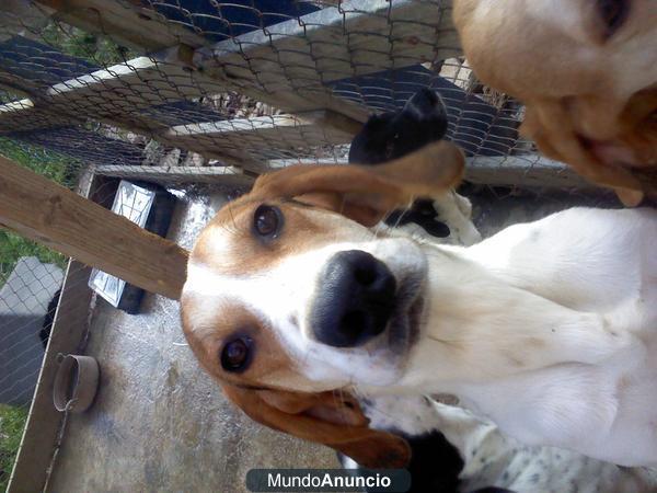 preciosos perritos en venda