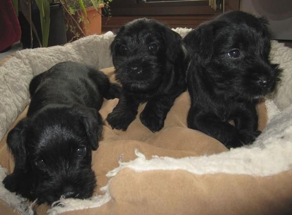 Schnauzer mini negros (disponibles 3 machos)