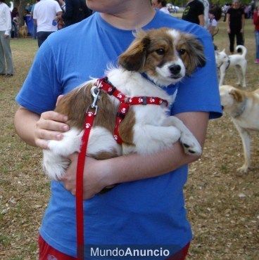 Cachorro cinco meses