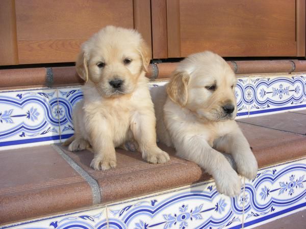 CACHORROS DE GOLDEN RETRIEVER CON PEDREE