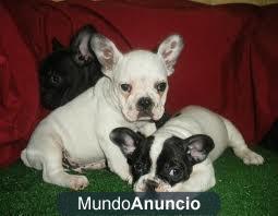 Libre Preciosos perros de bulldog frances 2hembras