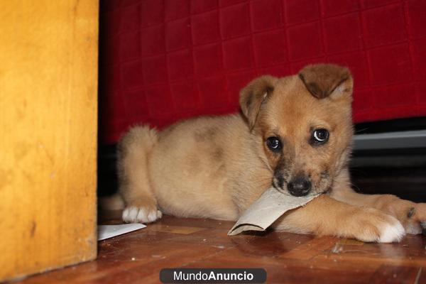 Se regala cachorro con 2 meses