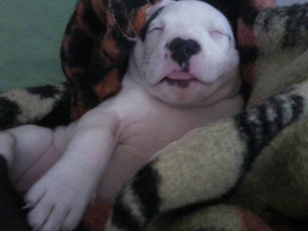 se vende cachorro pitbull americano