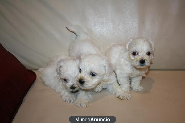 Vendo Cachorro Bichón Maltés