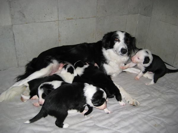 BORDER COLLIE