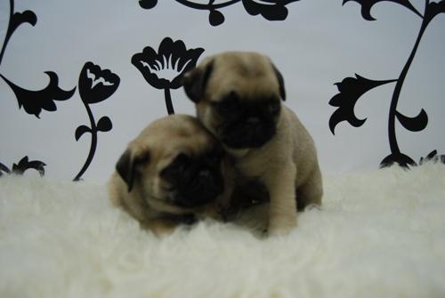 Cachorritos de Carlino Pug