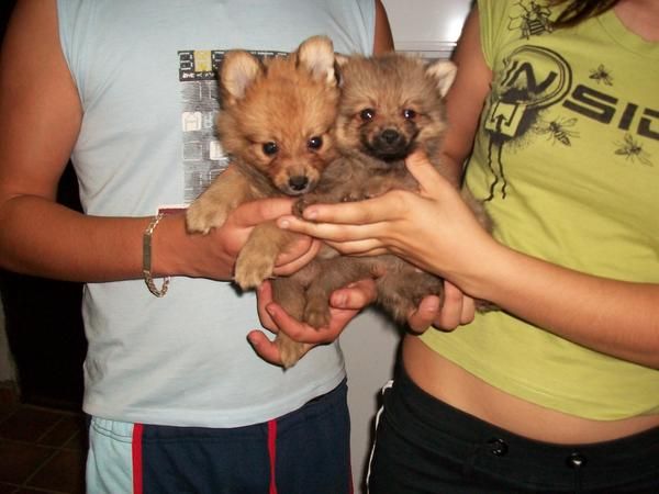 cachorritos de lulu de pomerania