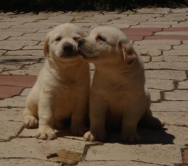 CACHORROS DE LABRADOR CREMA 500