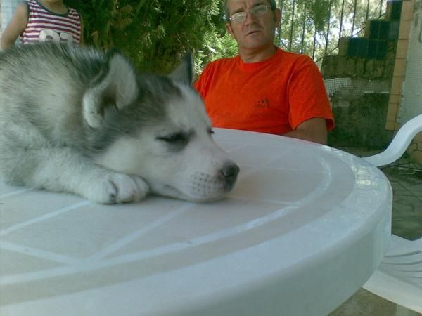 Husky ultimo cachorro llevatelo 180E