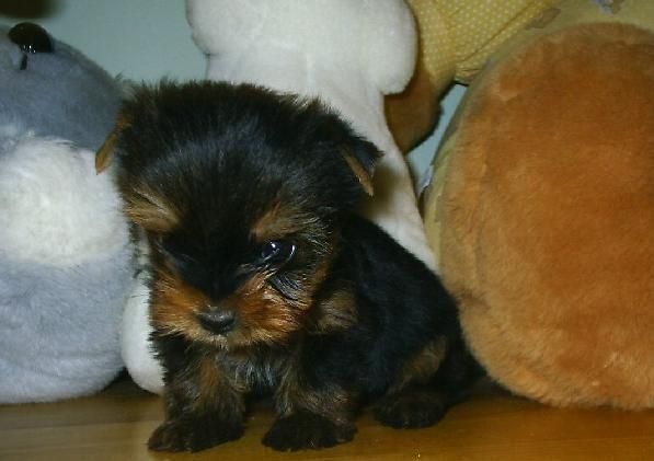 limdisimos yorkshire terrier enano a 400 euros