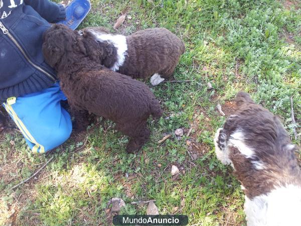 Perros de agua criados en casa a buen precio y diferentes colores