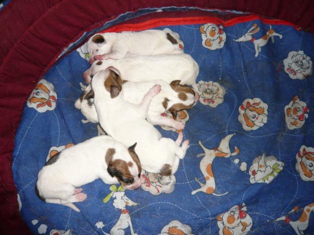 REGALO CACHORROS MASTÍN X PODENCO (nacieron 31 marzo)