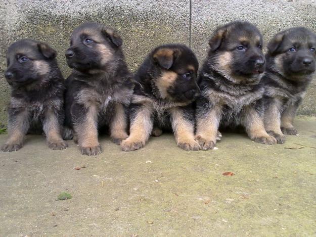 SE VENDEN EXCELENTES CACHORROS HEMBRAS DE PASTOR ALEMAN NEGRO FUEGO AUTENTICO