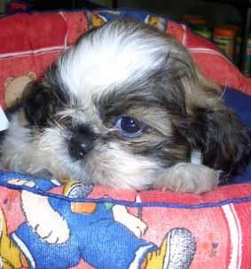 Shih Tzu Espectacular