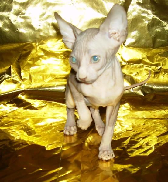 SPHYNX O GATO SIN PELO