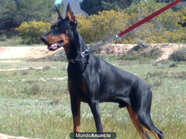 CACHORRO DOBERMAN