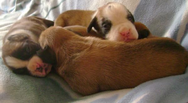 Cachorros de Boxer