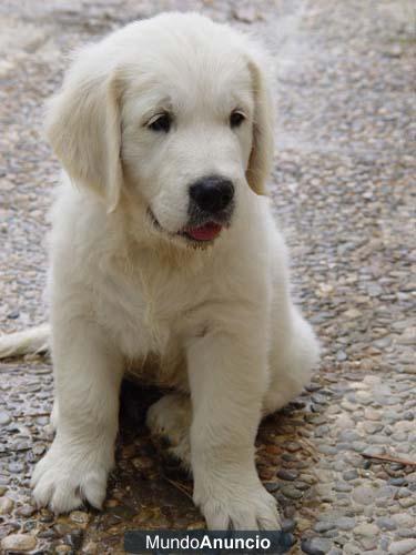 CACHORROS GOLDEN RETRIEVER LORA DHANA