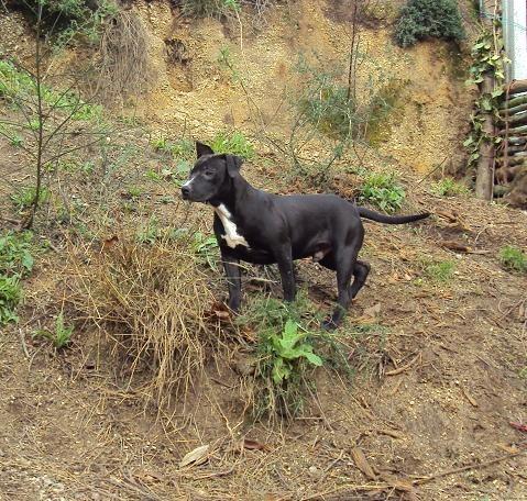 Cachorros Pit Bull