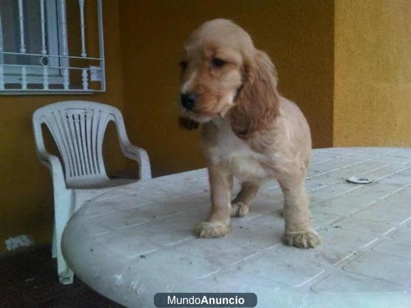 Dulces cachorros de Cocker dorados y blancos