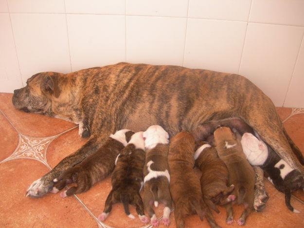 estupendos cachorros pitbull