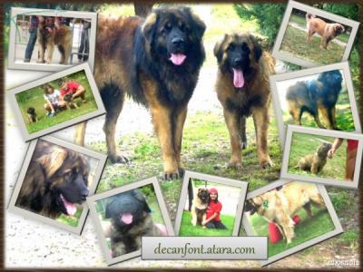 EXCELENTE CAMADA DE LEONBERGER