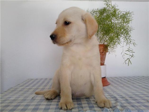 Excelentes Cachorros de Labrador Retriever