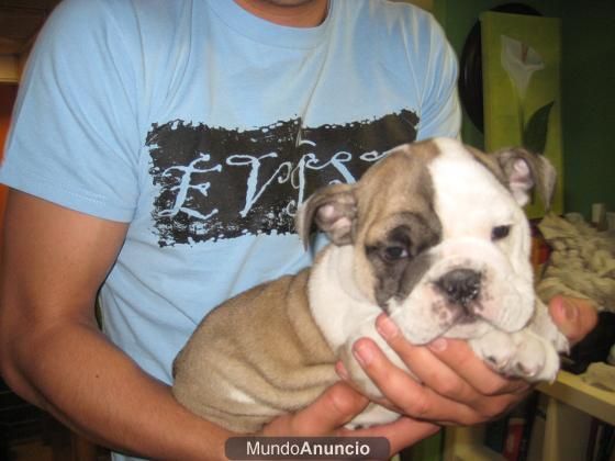 PRECIOSOS BULLDOG INGLES